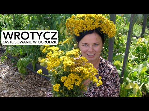 WROTYCZ JAKO ZIOŁO  DO ZWALCZANIA SZKODNIKÓW W OGRODACH. Wrotycz właściwości i zastosowanie.