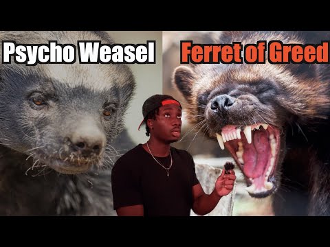 Honey Badger vs. Wolverine: Who Wins the War of Weasels?