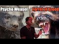 Honey Badger Vs Wolverine Who Wins The War Of Weasels