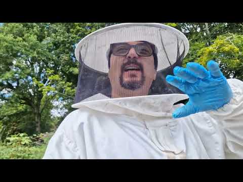 Apicultura între știință și amatorism