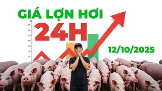 Giá heo hơi ngày 12/10/2025 | CHUYÊN GIA DỰ ĐOÁN HEO HƠI SẼ TĂNG SAU BÃO