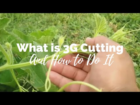 YouTube video about: What is 3g cutting in plants?