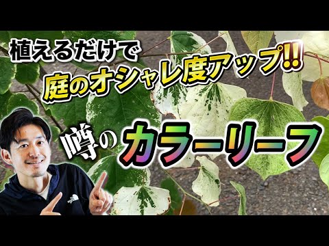 園芸 ロッカリー、ワイルドな呼び起こし