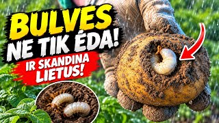 Hmm...  Koks bus bulvių derlius!?