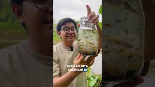 Download lagu HASIL PERANGKAP IKAN CUPANG ALAM PAKAI BOTOL BEKAS!  #ikan #fishcupang #budidayaikancupang #ikanhias mp3