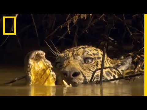 Un jaguar prend en chasse un caïman