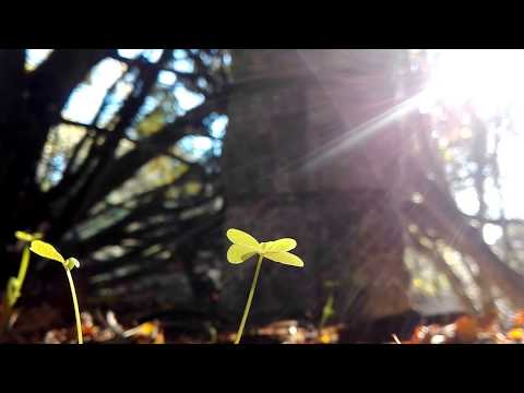 Monserrat Caballé Feat. Vangelis - Like a Dream