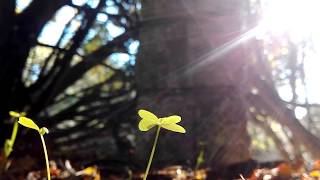 Like a Dream - Monserrat Caballé Feat. Vangelis