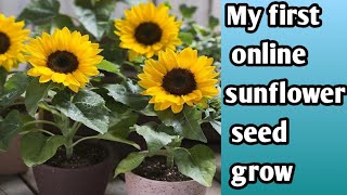 my first Flipkart online Sunflower seed grow /my healthy plants tips