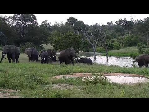 Djuma: Elephants (Fang and herd) - 17:49 - 03/15/20