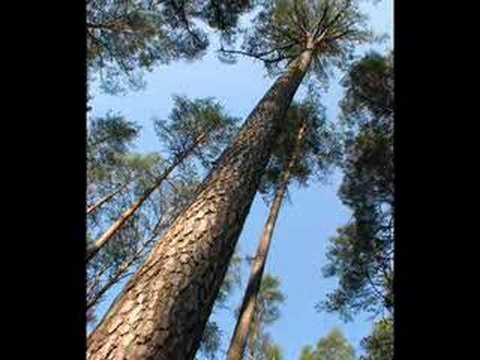 Aliukai_Maža  pušelė