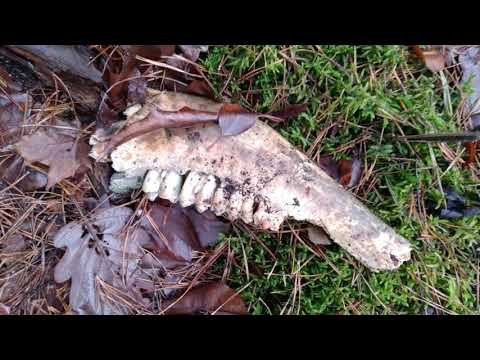 Chodźcie do lasu! Na co zwrócić uwagę? Jak zainteresować dzieci?