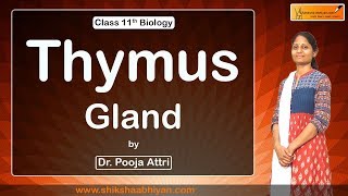 Thymus Gland | Chemical Coordination and Integration | CBSE Class 11 Biology