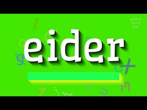 HOW TO SAY EIDER? #eider