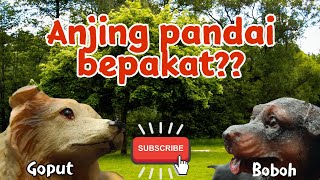 Download lagu Anjing pandai becakap mp3
