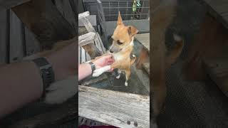 Video preview image #1 Mutt Puppy For Sale in Rosenberg, TX, USA