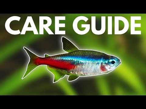 How to Care for Neon Tetras (Beginner Guide)