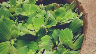 Dead From The Waist Down - Catatonia