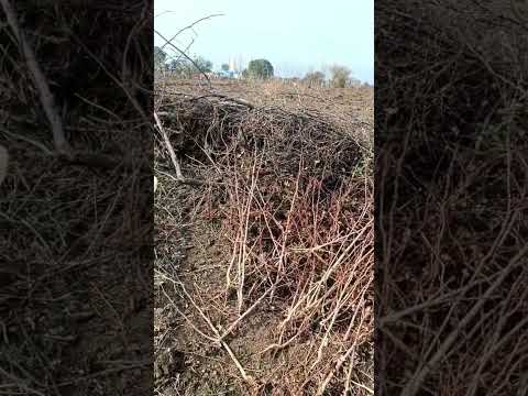  8 Acre Agricultural/Farm Land for Sale in Mouza Salai, Nagpur