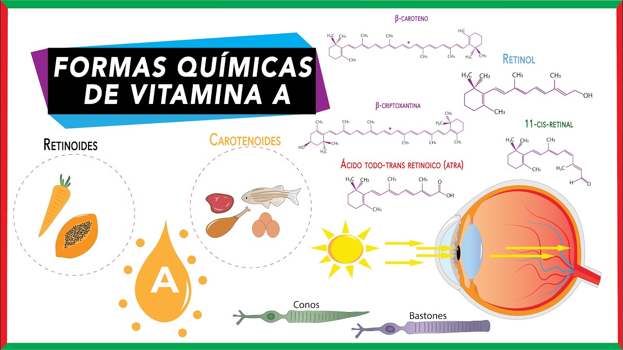 Vitamina A - Retinoides y carotenoides [provitamina A y vitamina A preformada] | Bioquímica