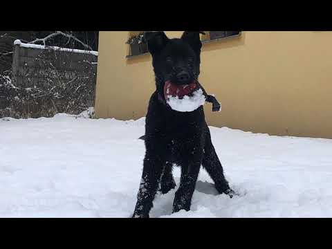 Zukko z Berounské bašty (Fantom ze Stříbrného kamene x Dara z Berounské bašty), almost 4 months old