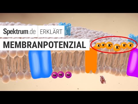 Membranpotenzial: Spektrum erklärt