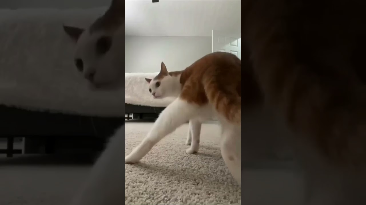 shake that kitty  #dancing #shorts