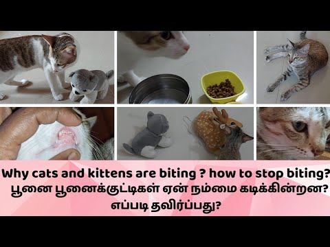 Why cat & kitten are biting? how to stop biting? 😺பூனைகள் ஏன் நம்மை கடிக்கின்றன? எப்படி தவிர்ப்பது?
