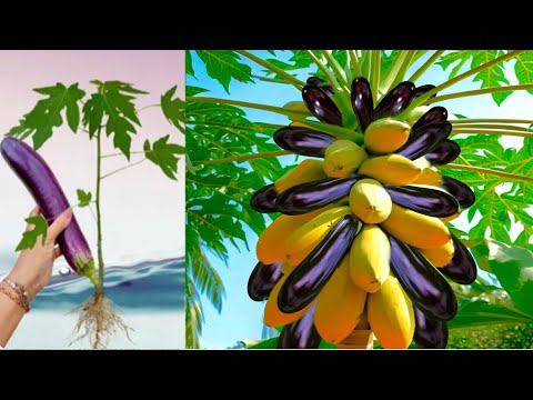 , title : 'How To Grow eggplant in Papaya With Aloe Vera / Papaya Tree and eggplant fruit'