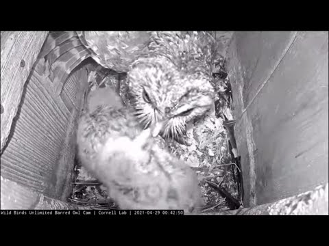 Frog Delivered To Barred Owl Chicks On Rainy Night In Indiana – April 29, 2021