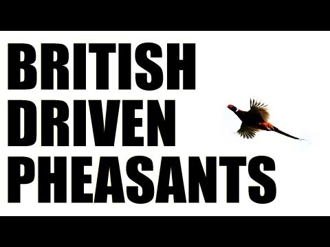 Fieldsports Britain : Driven pheasant shooting + gundog training