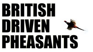 Fieldsports Britain : Driven pheasant shooting + gundog training  (episode 166)