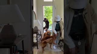 MORNING VLOG with TWO GOLDIES #dogreactions #dogmomvlog #dog #routine #morningroutine #satisfying