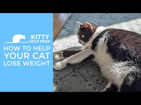 How to Help Your Cat Lose Weight
