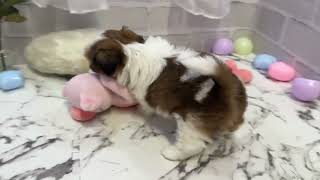 シーズーの動画01