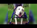full support dog wheelchair video