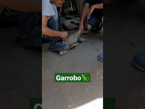 ¿Conoces este animal? ☝☝ #garrobo #iguanas