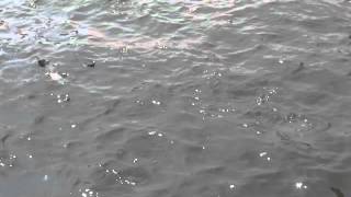 2015-03-12 Fish and pigeons, Bangkok