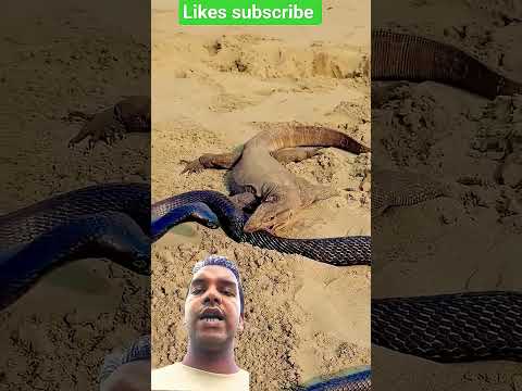 A disabled duckling helps his cat friend 🐥 #DuckRescue #CuteAnimal #AnimalRescue