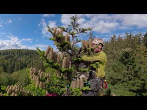 Wertvolles Saatgut aus schwindelerregender Höhe