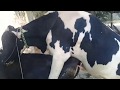 Bull Cow mating Hard