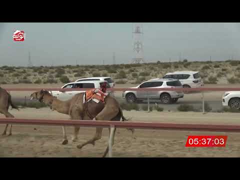  ش 7 (عديم) لـ غيث راشد علي العبري 9:53 , شارة الديوان 2026/03/07 حول زمول سمحه