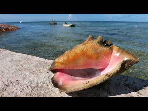 The Land Of Conch -Bahamas Diving and Spearfishing (Catch Clean Cook)