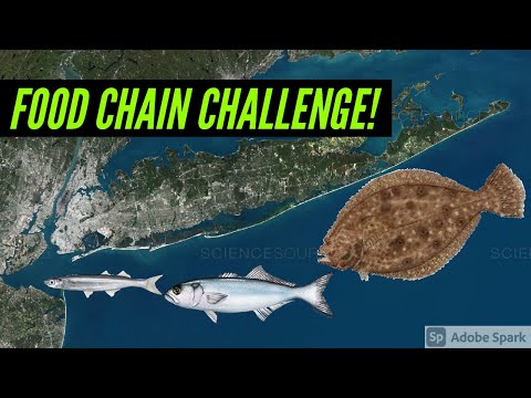 Long Island Fishing Food Chain Challenge! Spearing,Snapper, Fluke!
