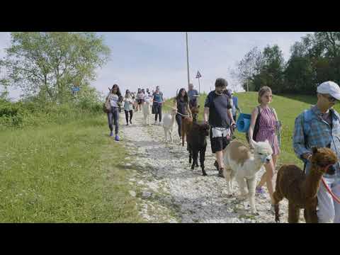 BabyAlpaca   Estate 2021