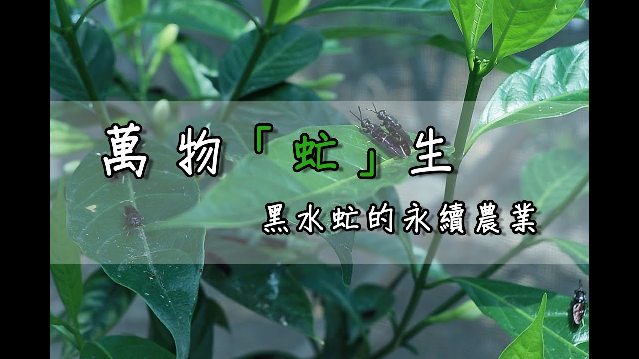 萬物「虻」生 黑水虻的永續農業