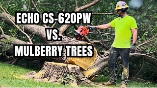 Felling Mulberry Trees with an Echo 620pw