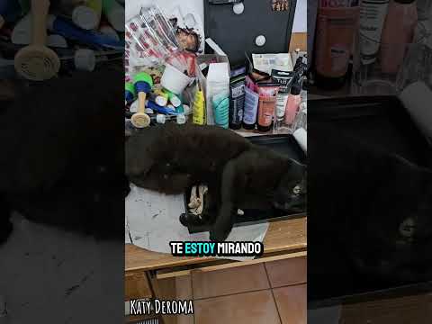 📦🐱 Mi #bruja miniatura no perdona ni una caja… #lecturadehuesos #gatabruja - Katy Deroma