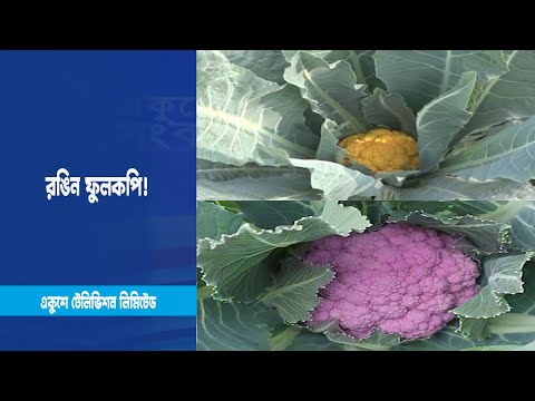দেশের বিভিন্ন এলাকায় চাষ হচ্ছে রঙিন ফুলকপি!