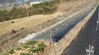 잔대 더덕종근사러 장호원장 고고씽! 은행삶고, 잔대,더덕,명이심고~바쁘다바빠~